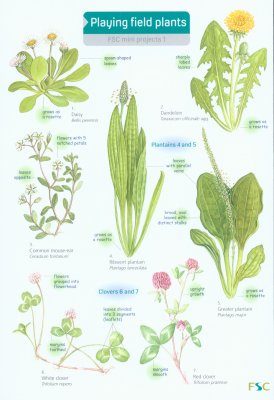 Playing Field Plants