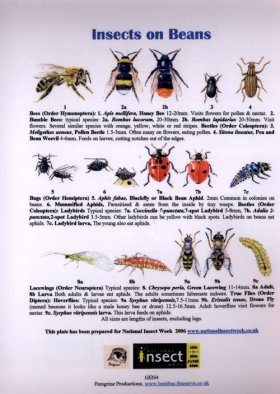 Insects on Beans