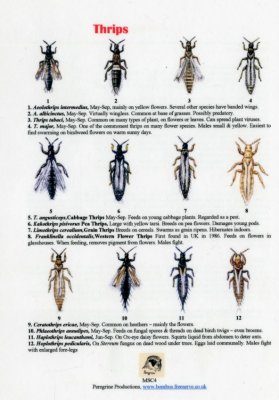 Thrips