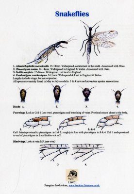 Snakeflies