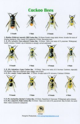 Cuckoo Bees