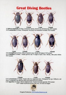 Great Diving Beetles