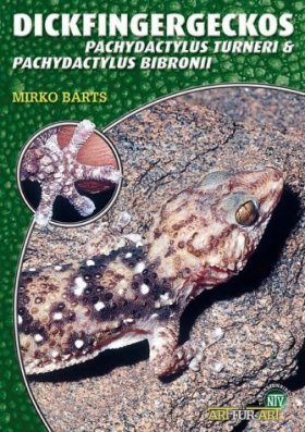 Dickfingergeckos (Pachydactylus turneri & Pachydactylus bibronii)