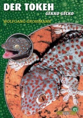 Der Tokeh (Gekko gecko)
