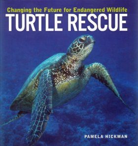 Turtle Rescue