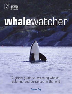 Whale Watcher
