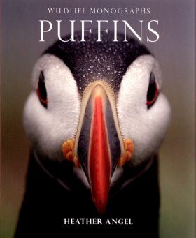 Puffins