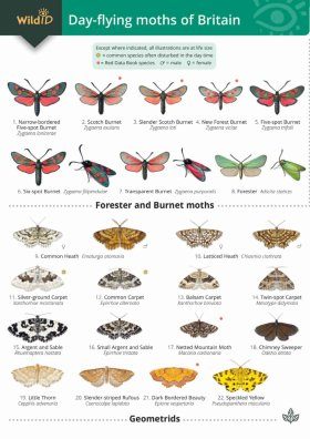 Guide to the Day-flying Moths of Britain