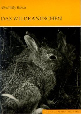 Das Wildkaninchen (European Rabbit)