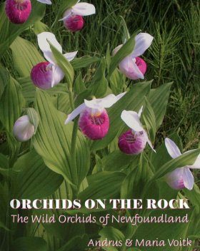 Orchids on the Rock