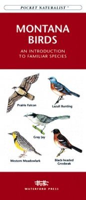 Montana Birds