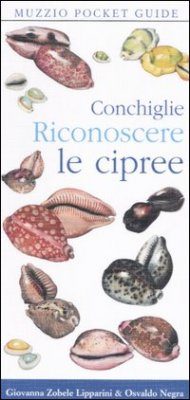 Conchiglie Riconoscere le Cipree