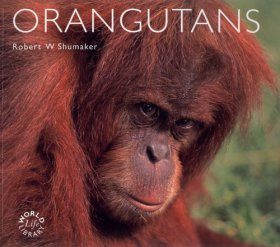 Orangutans
