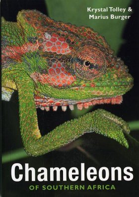 Chameleons of Southern Africa