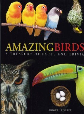 Amazing Birds