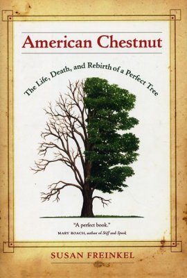 American Chestnut