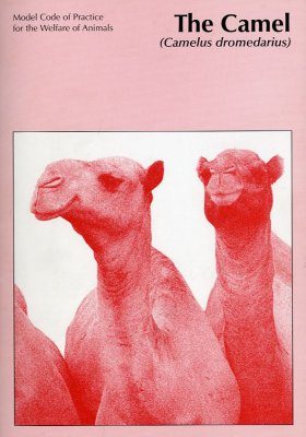 The Camel (Camelus dromedarius)