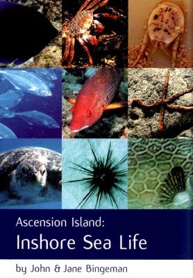 Ascension Island: Inshore Sea Life