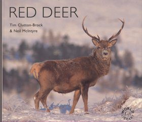 Red Deer