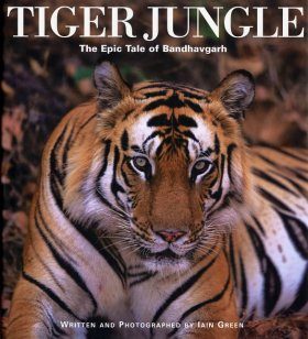 Tiger Jungle