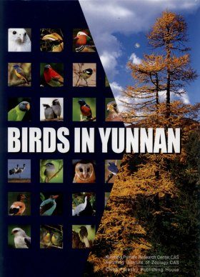 Birds in Yunnan