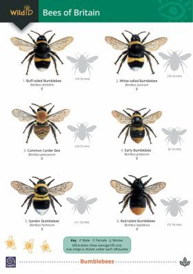 Guide to Bees of Britain