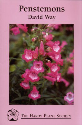 Penstemons