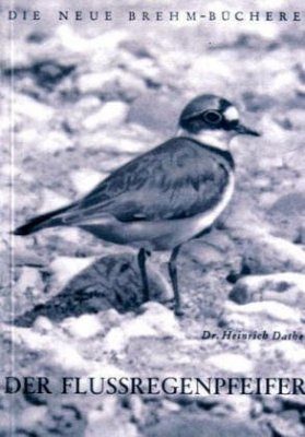 Der Flussregenpfeifer (Little Ringed Plover)