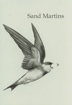 Sand Martins