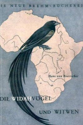 Die Widahvögel und Witwen (Indigobirds)
