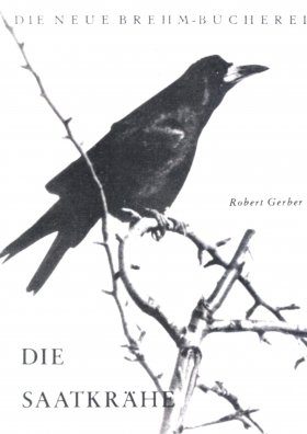 Die Saatkrähe (Rook)