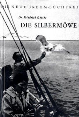 Die Silbermöwe (Herring Gull)