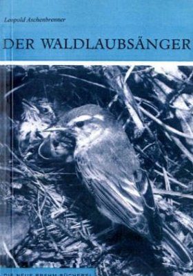 Der Waldlaubsänger (Wood Warbler)