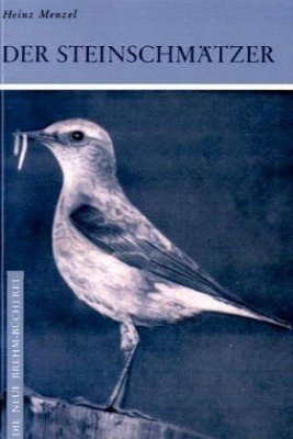 Der Steinschmätzer (Northern Wheatear)