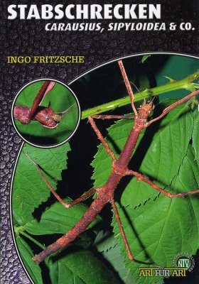 Stabschrecken: Carausius, Sipyloidea & Co.