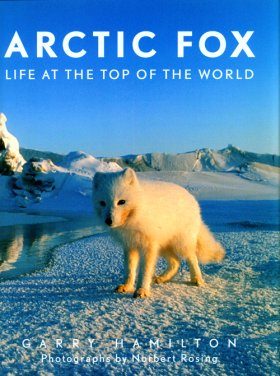 Arctic Fox