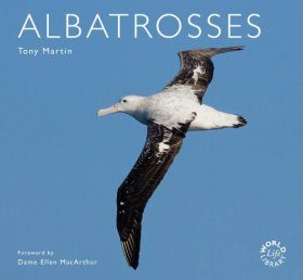 Albatrosses