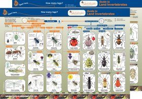 Guide to Land Invertebrates