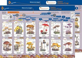 Guide to Common Fungi