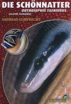 Die Schonnatter (Orthriophis Taeniurus)