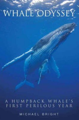 Whale Odyssey