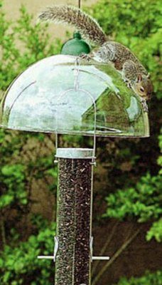 Droll Yankees Squirrel Dome