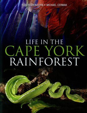 Life in the Cape York Rainforest