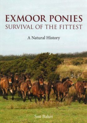 Exmoor Ponies