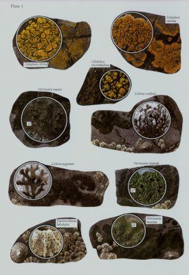 Guide to Rocky Shore Lichens