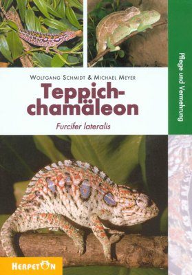Teppichchamäleon: Furcifer lateralis