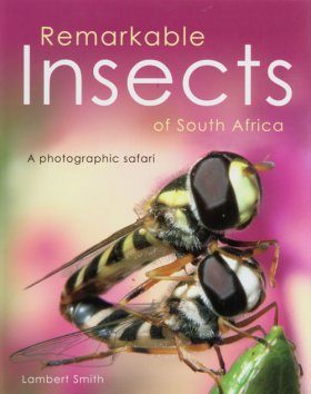 Remarkable Insects of South Africa