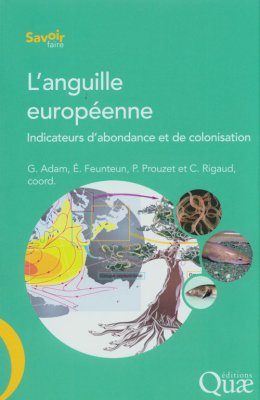 L'Anguille Européenne