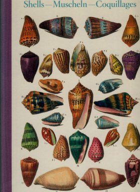 Shells / Muscheln / Coquillages