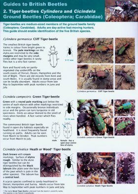 Guides to British Beetles 2. Tiger-beetles Cylindera and Cicindela